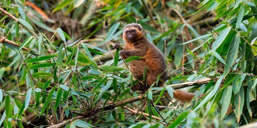 Sjelden bambuslemur i Ranomafana nasjonalpark på Madagaskar