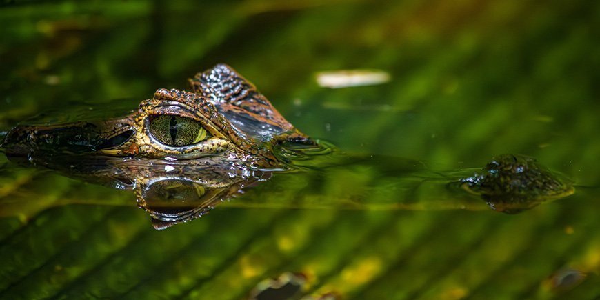 Alligator i elv i Tortuguero nasjonalpark i Costa Rica