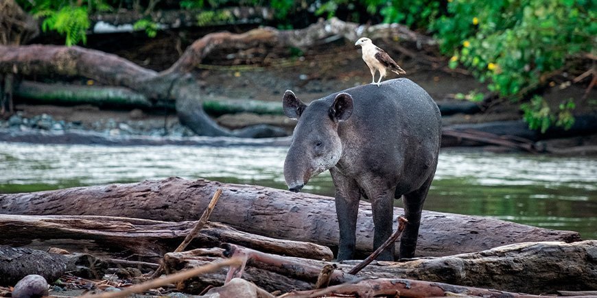 Fugl sitter på tapir i Corcovado nasjonalpark i Costa Rica