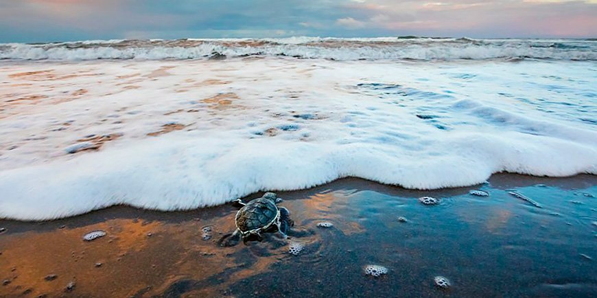 Grønn havskilpadde på vei mot havet i Tortuguero nasjonalpark i Costa Rica