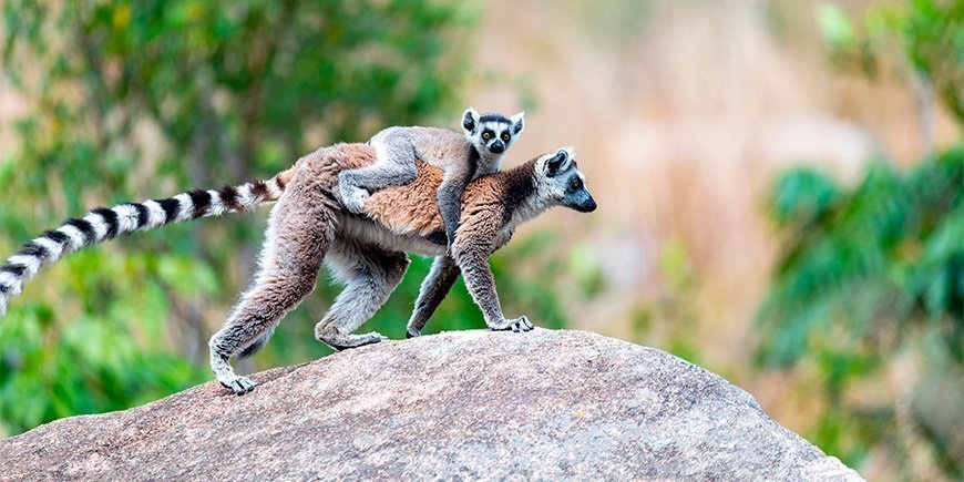 Ringhalelemur med baby på Madagaskar