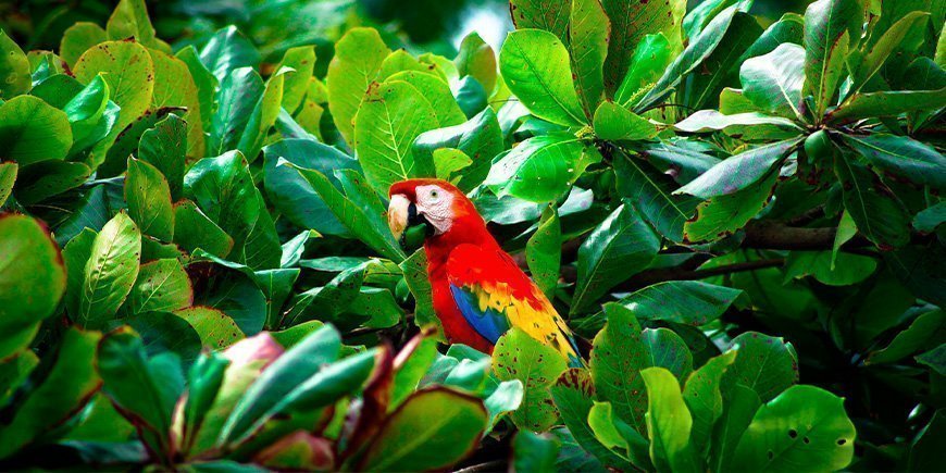 Rød arapapegøye med mat i nebbet i Corcovado nasjonalpark i Costa Rica