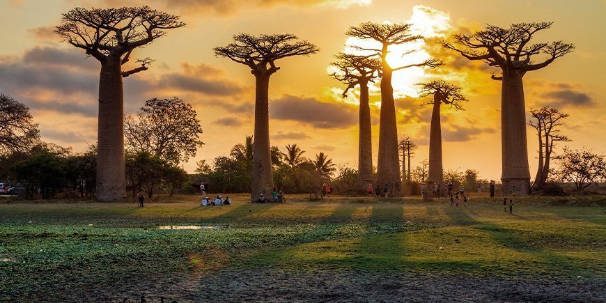 Solnedgang over Avenue de Baobabs på Madagaskar