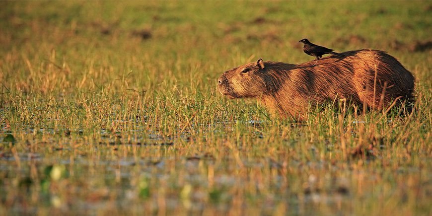 Capybara med fugl på ryggen i Pantanal i Brasil