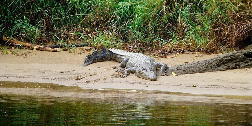 Krokodille ved Daintree-elven i Nord-Australia