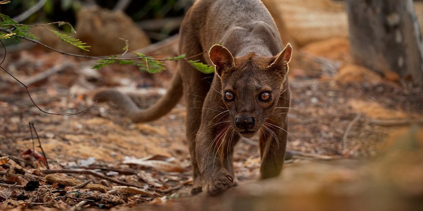 Fossa ser inn i kameraet på Madagaskar