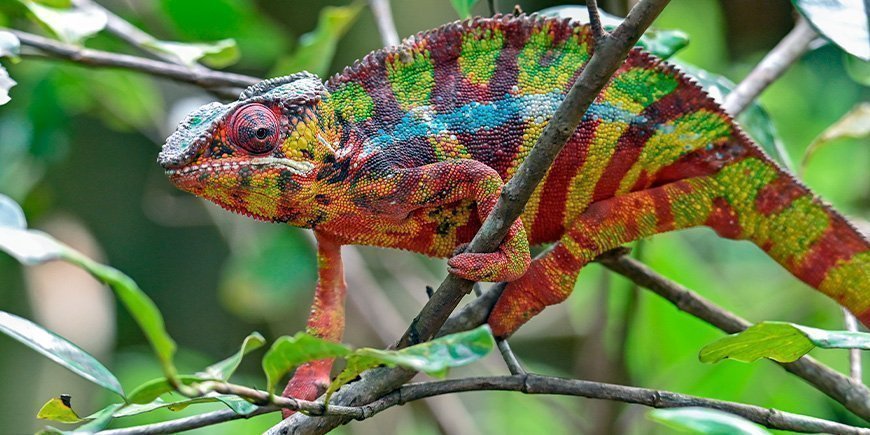 Fargerik panterkameleon på Madagaskar