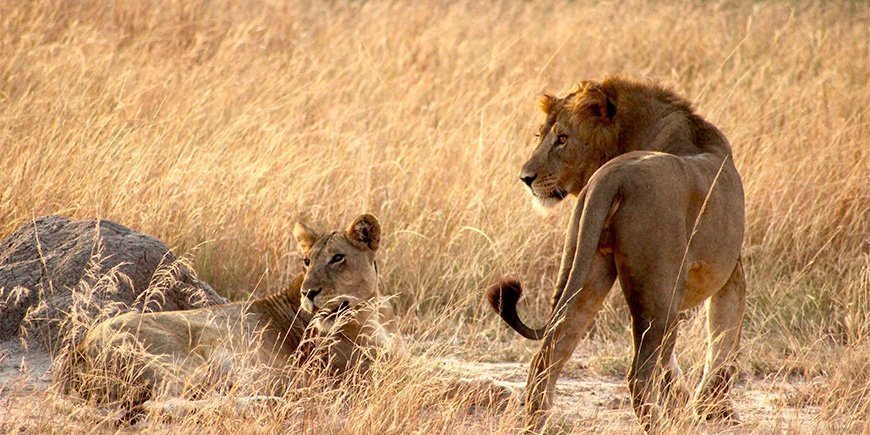 Løve og løvinne i gresset i Queen Elisabeth nasjonalpark i Uganda