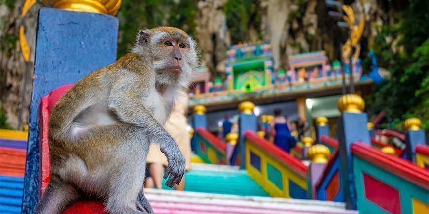 Ape sitter ved foten av trappene ved Batu Caves i Malaysia