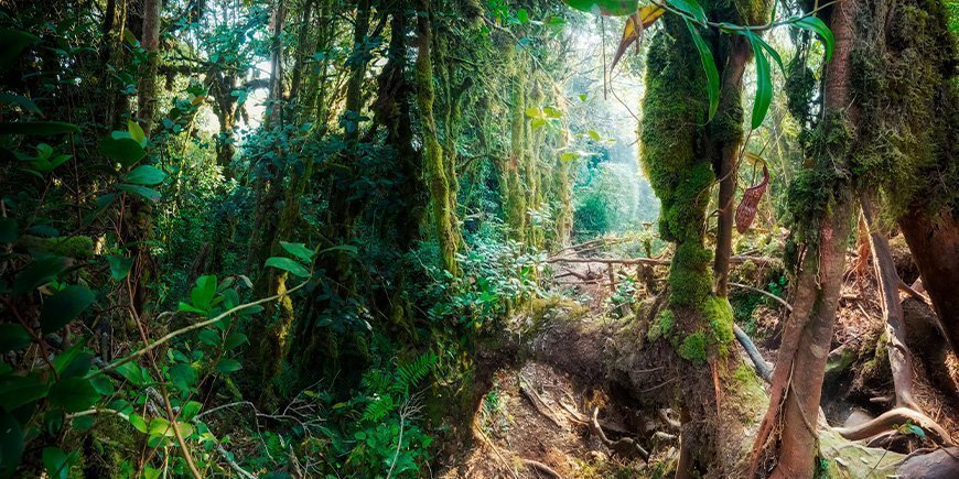 Mystikk i mosegrodd skog