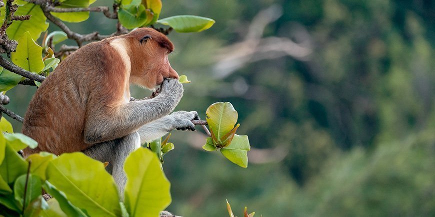 Neseape i et tre i Bako nasjonalpark på Borneo, Malaysia