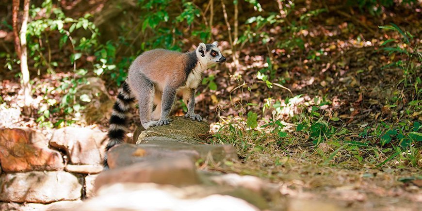 Ringhalelemur i Isalo nasjonalpark på Madagaskar