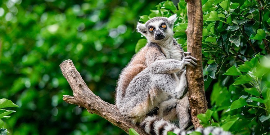 Ringhalelemur i et tre på Madagaskar