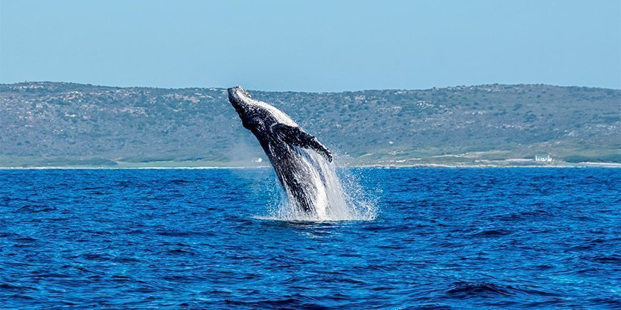 Knølhval hopper opp av vannet ved Cape Point i Sør-Afrika