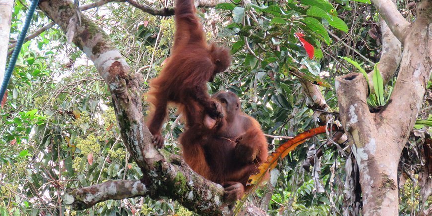 Orangutangmor og barn på Borneo