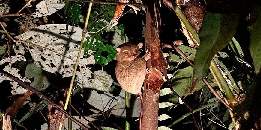 Spøkelsesapen ser på oss fra skogen