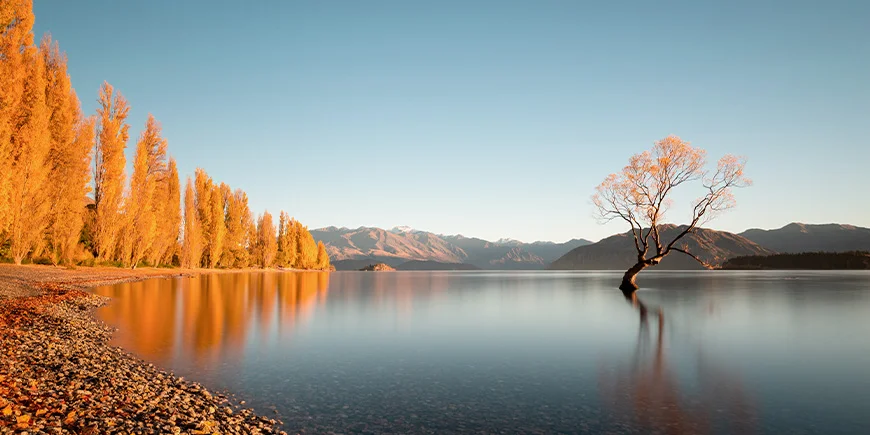 Høstfarger ved That Wanaka Tree ved Lake Wanaka i New Zealand