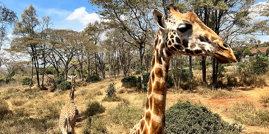 Giraffer ved Nairobi Giraffe Centre
