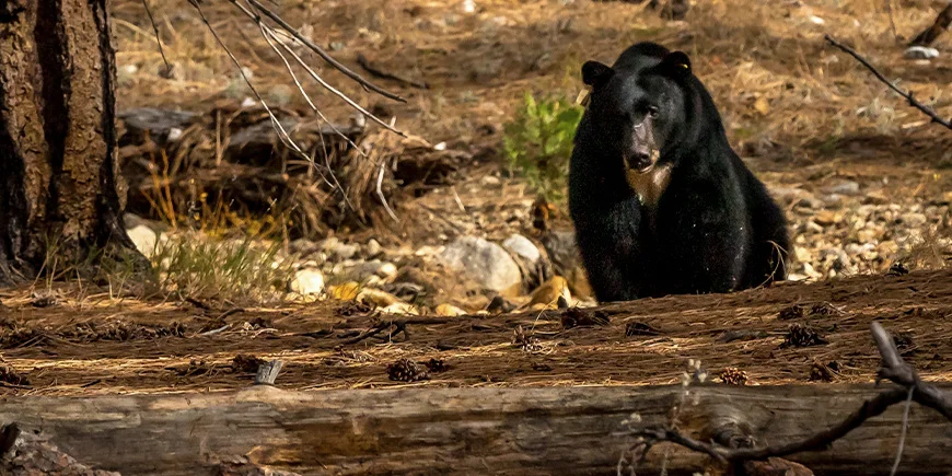 Svartbjørn i skogen i Yosemite nasjonalpark i USA