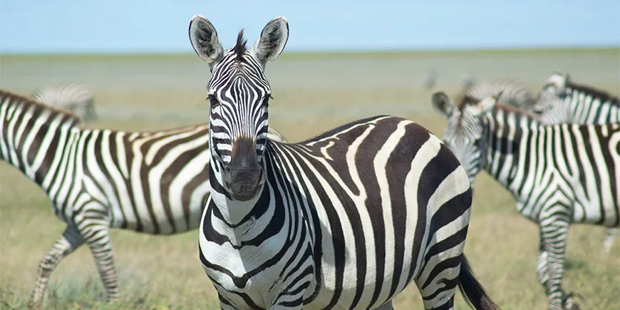 Sebra ser mot kameraet