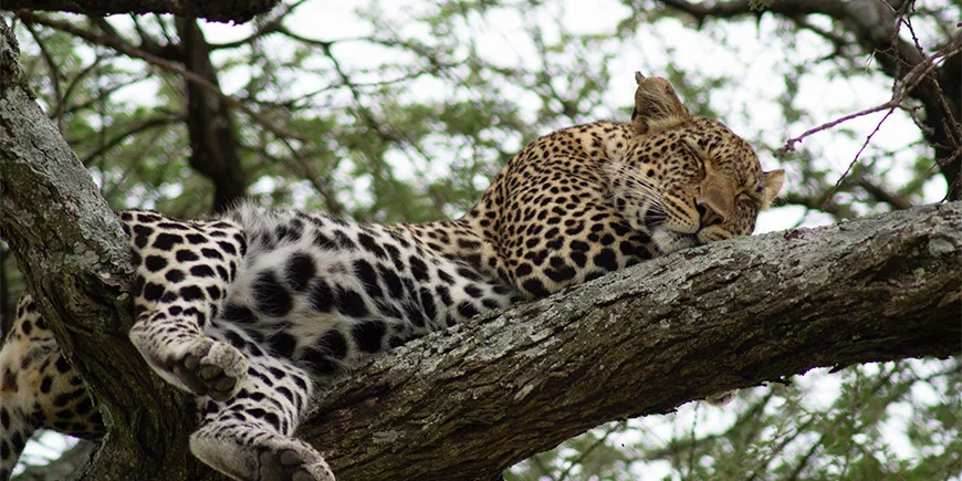 Leopard sover i et tre i Serengeti nasjonalpark