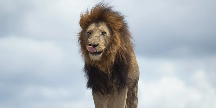 Løve slikker seg om munnen