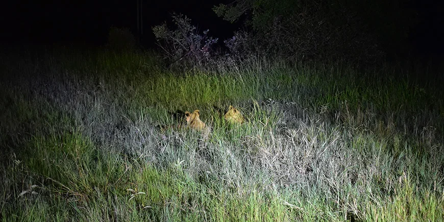 To løver gjemmer seg i mørket