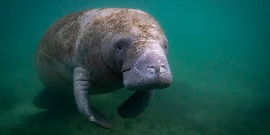 Sjøku i vannet i Florida