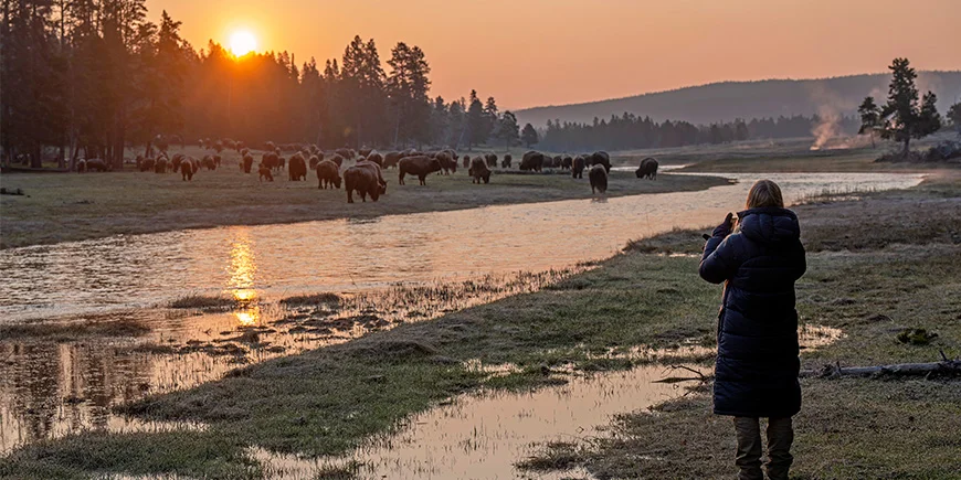 Kvinne som tar bilde av bison i Yellowstone nasjonalpark