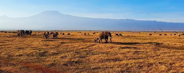 Elefanter går i rekke i Amboseli med Kilimanjaro som bakgrunn