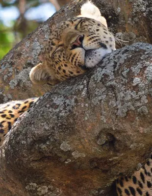 Leopard sover i et tre i Serengeti