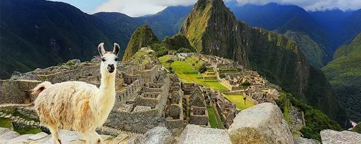 Lama ved utsiktspunkt i Machu Picchu, Peru