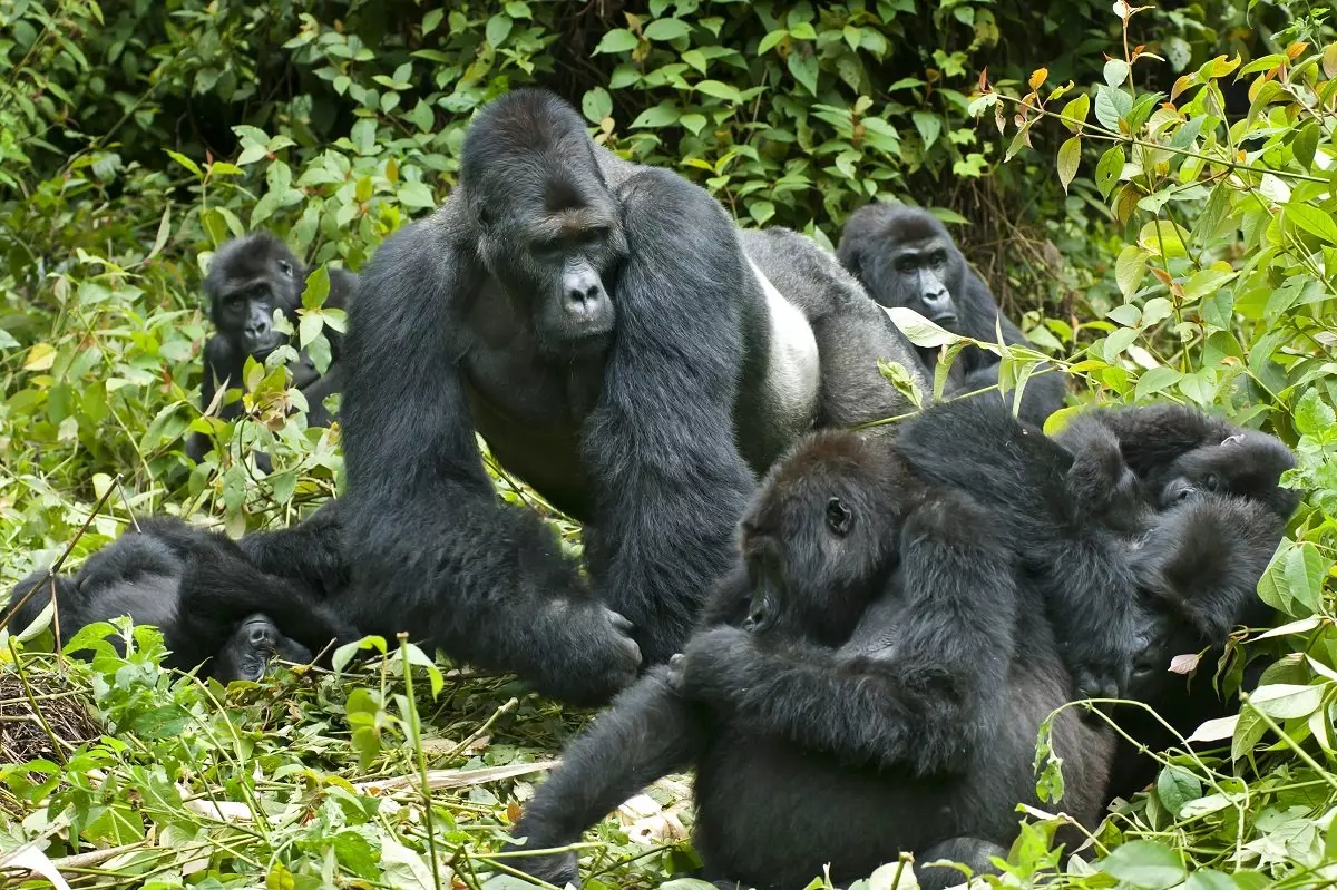 Gorilla-tracking i Bwindi Impenetrable National Park