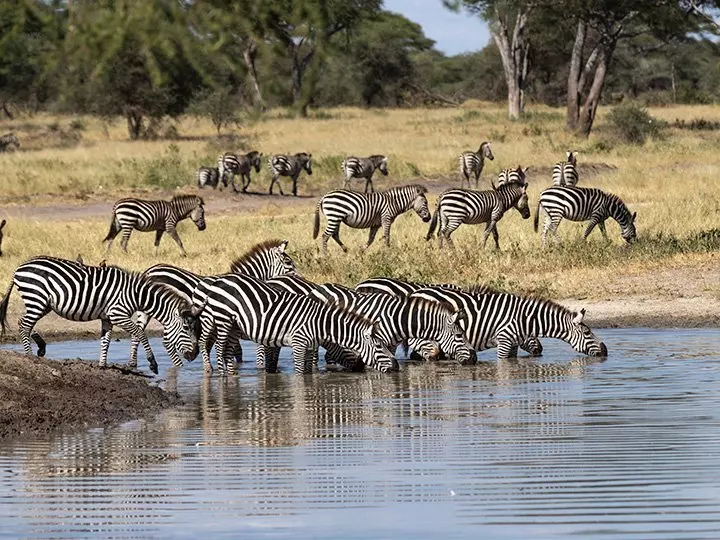 Sebraer som drikker ved elven i Tarangire nasjonalpark, Tanzania