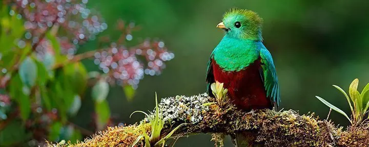 Kolibri svever ved fuchsiablomster i Costa Rica