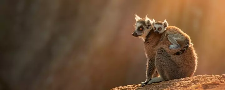 Kattelemur i Anja-reservatet på Madagaskar