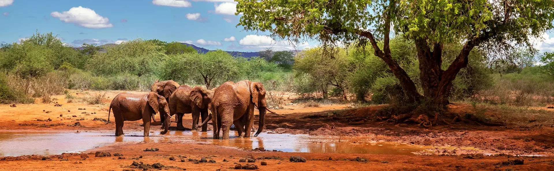 Elefanter ved et vannhull i Tsavo nasjonalpark, Kenya