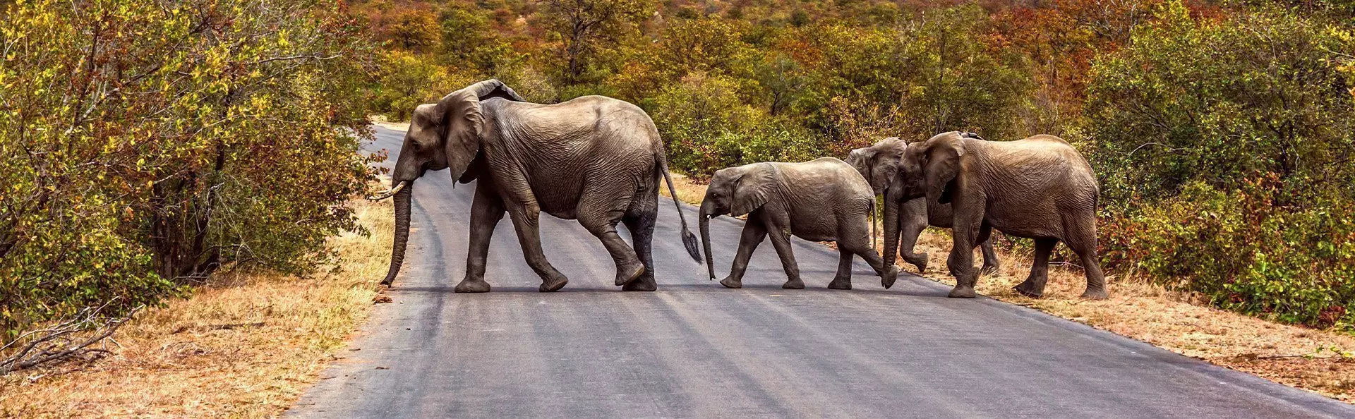 Elefantfamilie krysser veien i Kruger nasjonalpark