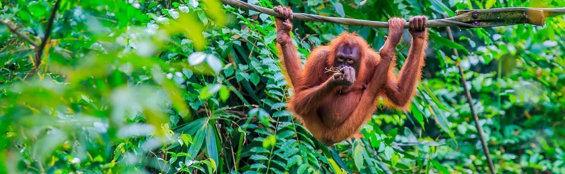 Orangutang i tre på øya Sumatra