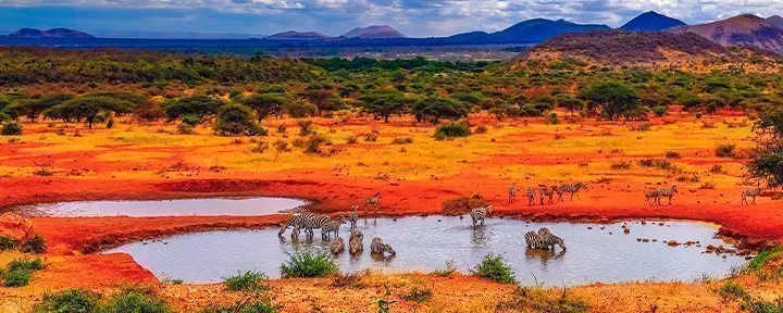 Sebraer ved sjø i Tsavo nasjonalpark i Kenya