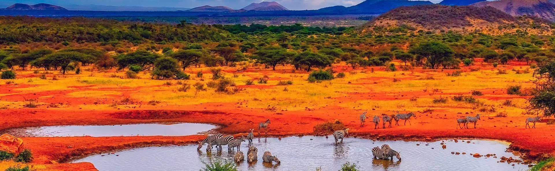 Sebraer ved sjø i Tsavo nasjonalpark i Kenya