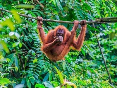 Orangutang i tre på øya Sumatra