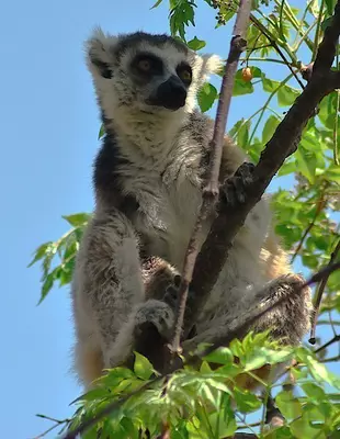 Ringhalelemur i Anja-reservatet på Madagaskar