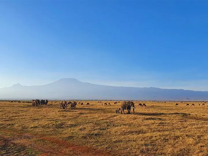 Elefanter går i rekke i Amboseli med Kilimanjaro som bakgrunn