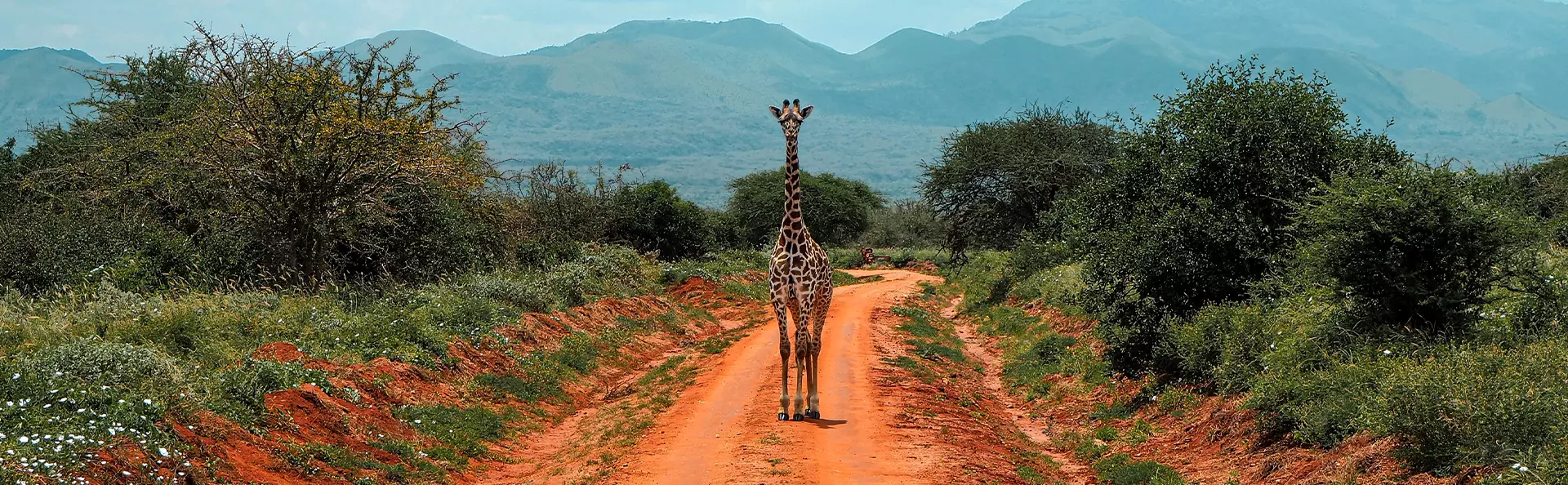 En giraff står på en rød jordvei i Tsavo nasjonalpark, Kenya