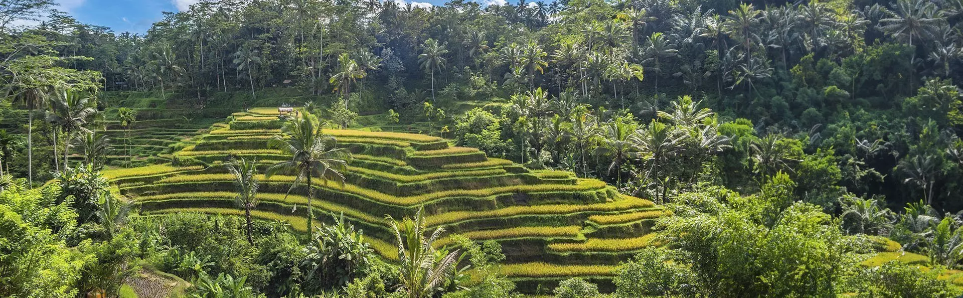 Rismarker på Bali i Indonesia