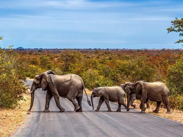 Elefantfamilie krysser veien i Kruger nasjonalpark