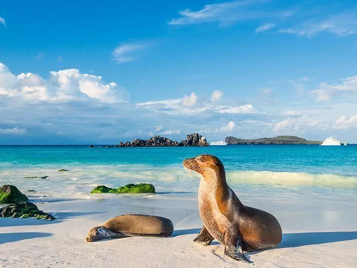 Galapagos-sjøløver soler seg i dagens siste lys på stranden på øya Espanola, Galapagosøyene