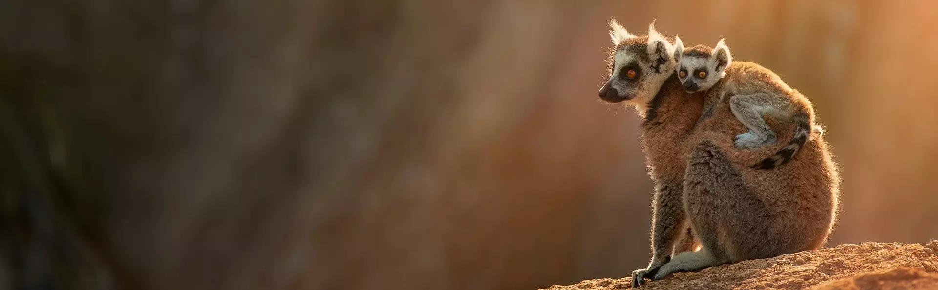 Kattelemur i Anja-reservatet på Madagaskar