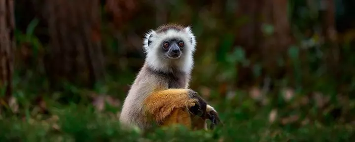 Sifika-lemur i Andisabe-Mantadia nasjonalpark på Madagaskar